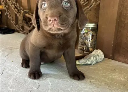 a small brown labrador retriever dog